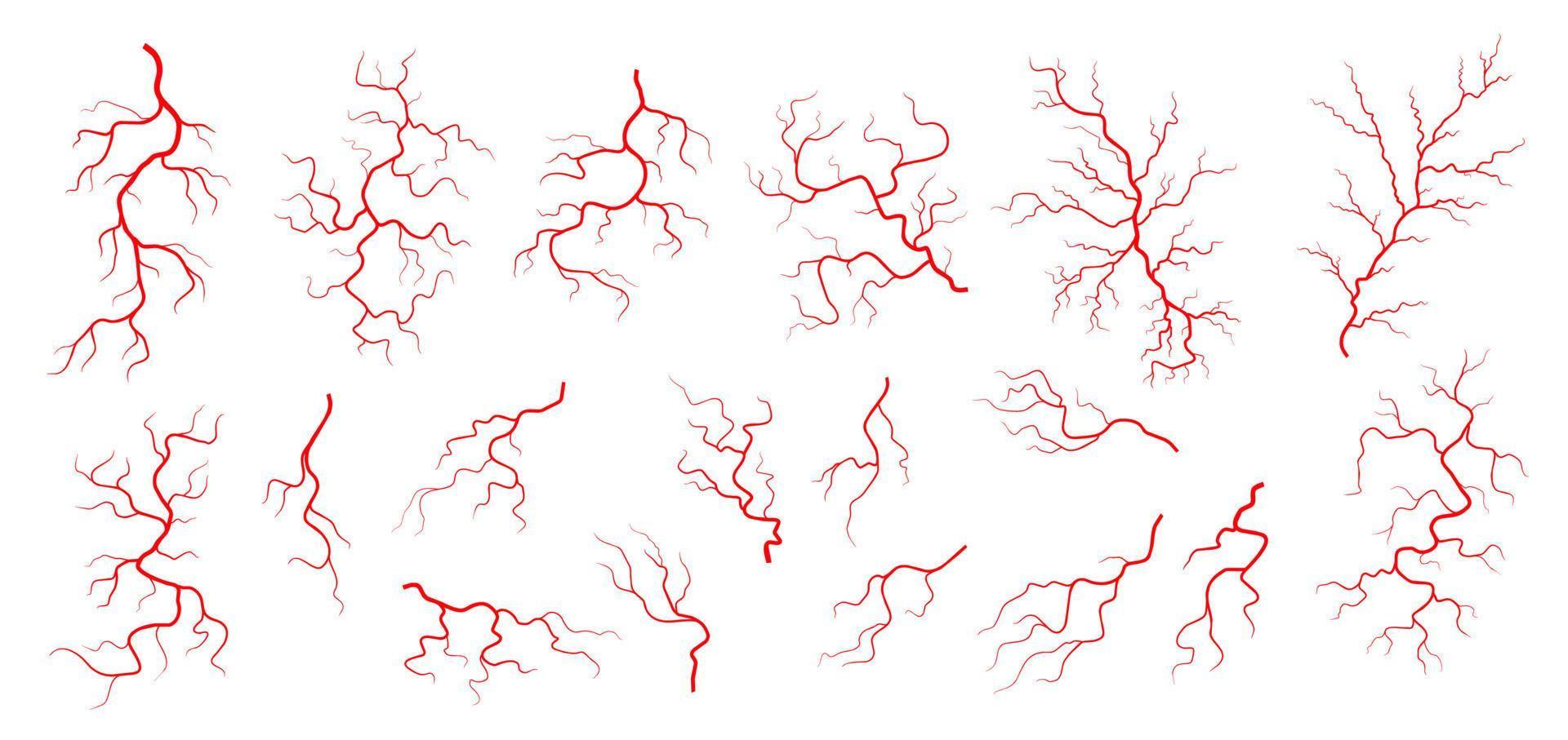 Red veins, anatomy, blood vein artery or capillary vector