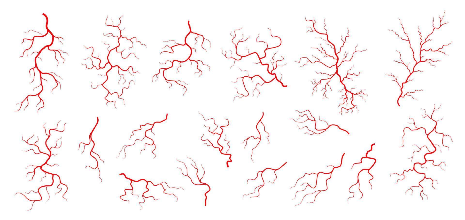 rojo venas, anatomía, sangre vena artería o capilar vector