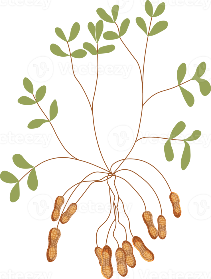 peanut bush. botanical images of peanuts. png