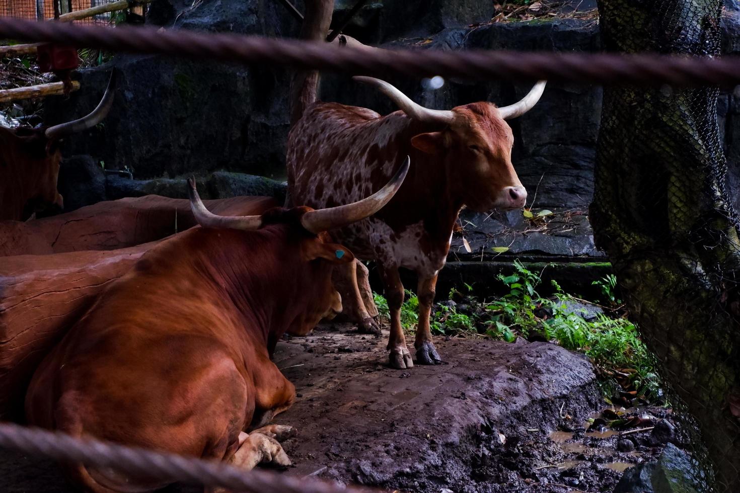 Selective focus of texas longhorn that is sheltering from the rain. photo