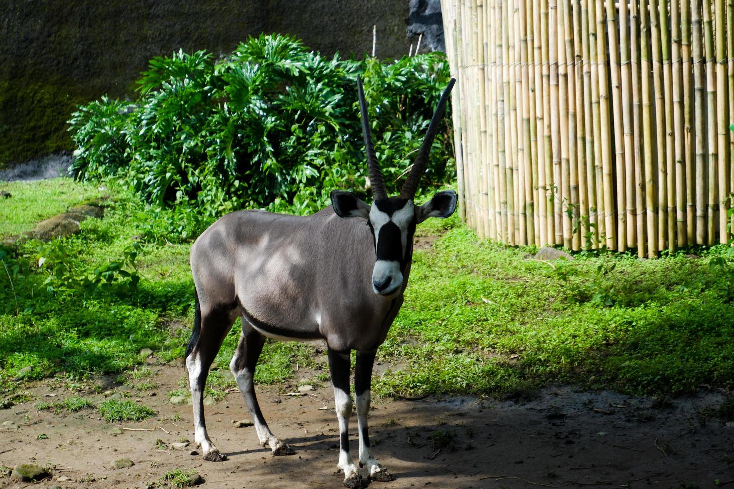 Selective focus of oryx gazella that is relaxing in its cage. photo