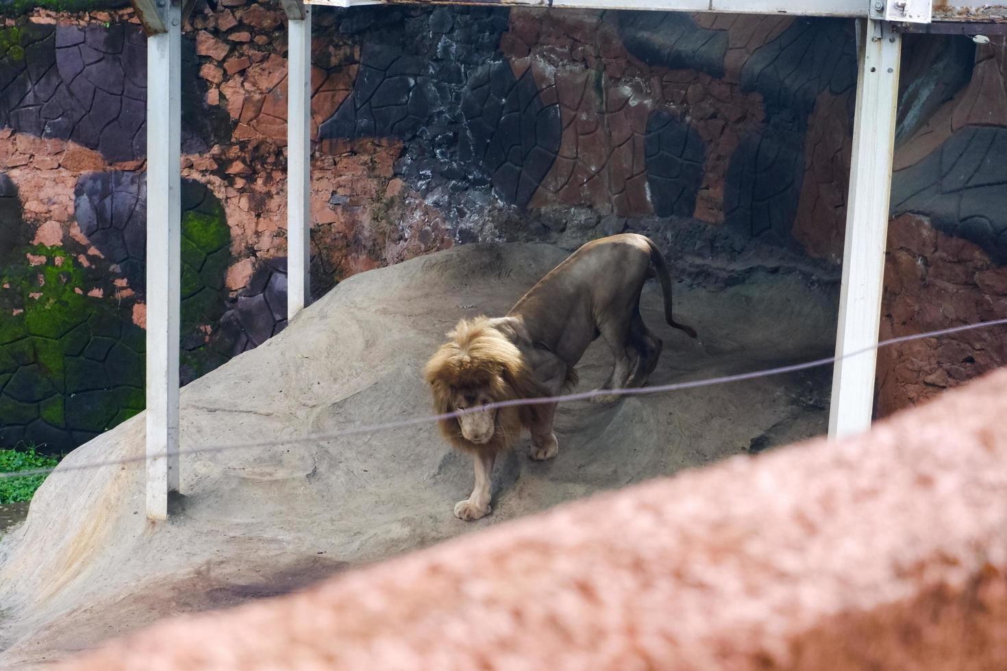 selectivo atención de leones acostado en su arbolado jaulas foto