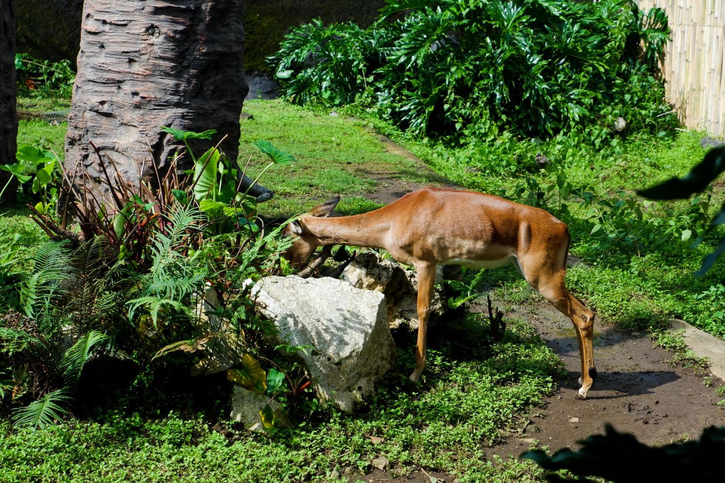 Selective focus of impala who is eating in his cage. photo