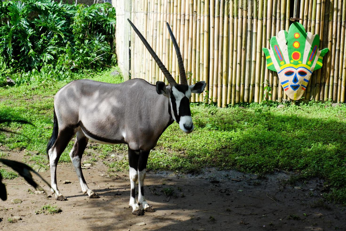 Selective focus of oryx gazella that is relaxing in its cage. photo