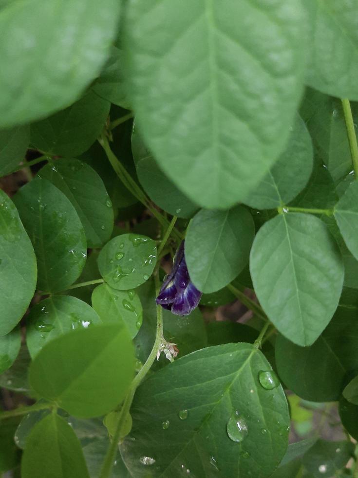 Selective focus of butterfly pea flowers that still do not bloom. photo