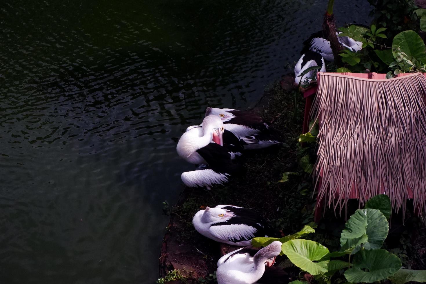 Selective focus of pelicans swimming in the lake. photo