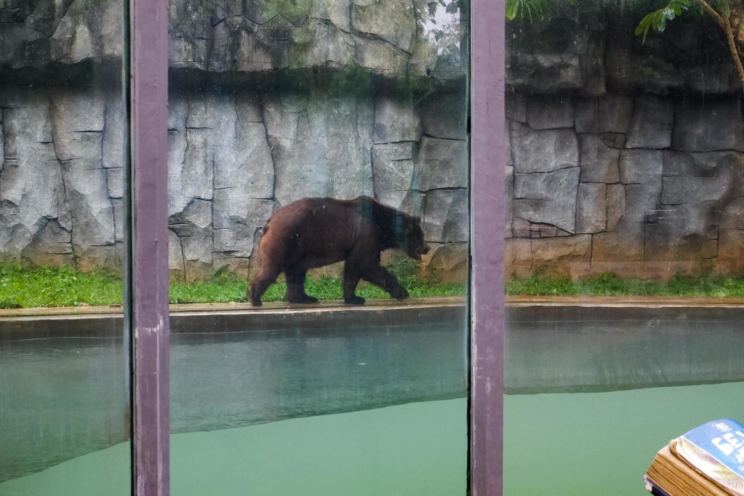 Selective focus of grizzly bears walking in their cages. photo