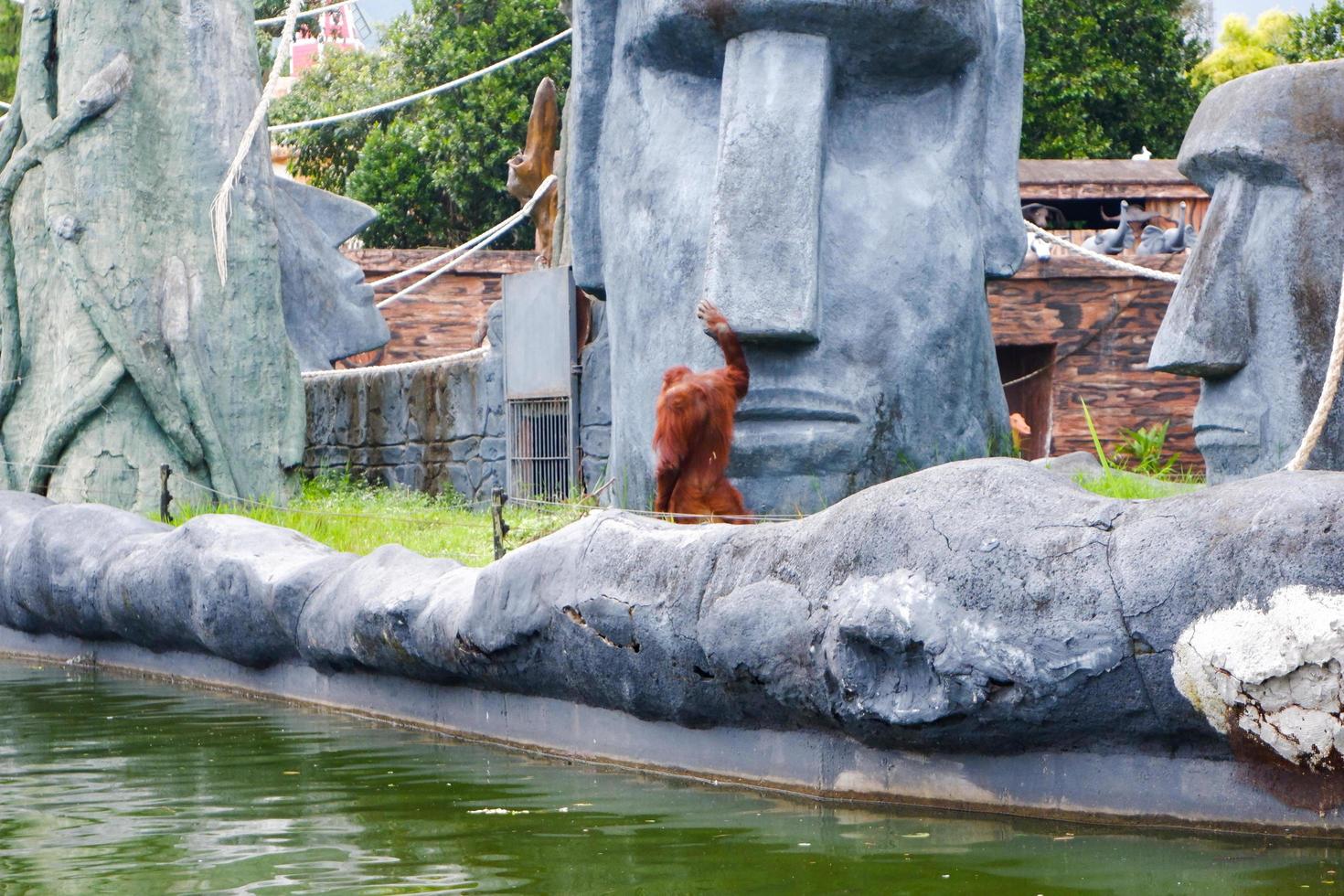 Selective focus of orangutans who are dangling in their cages. photo