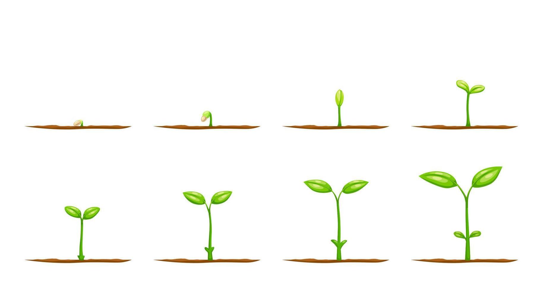 Grow plant from seed, sprouts, saplings, seedlings vector