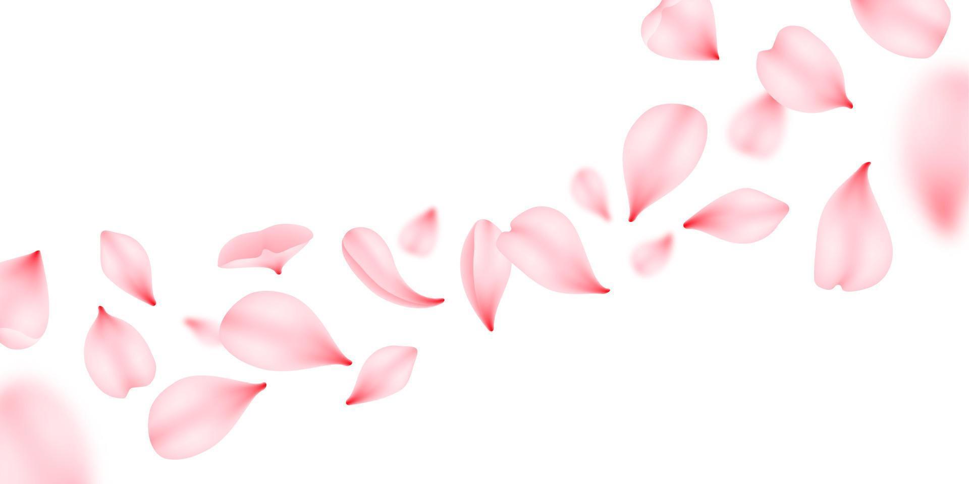 Flying sakura petal, pink cherry floral background vector