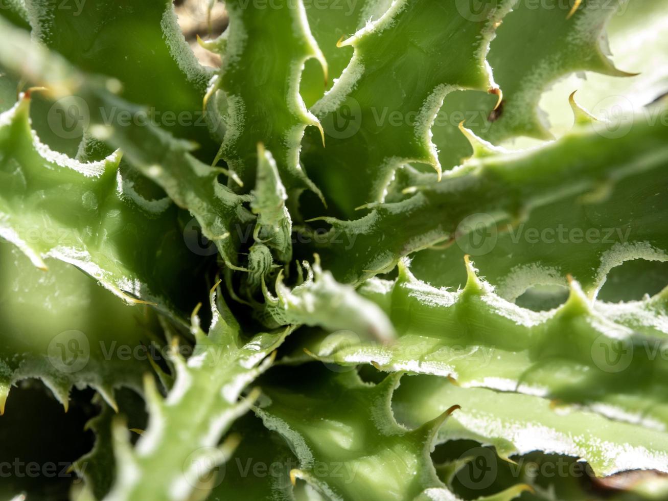 Succulent plant close-up, thorn and detail on leaves of Agave plant photo