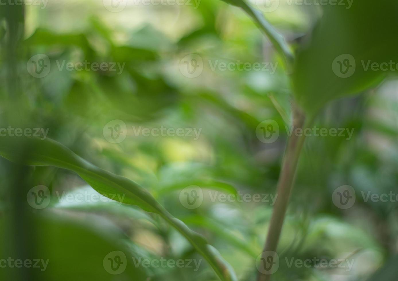 Natural outdoors bokeh background in green and yellow tones, Blurred green tree leaf background with bokeh photo