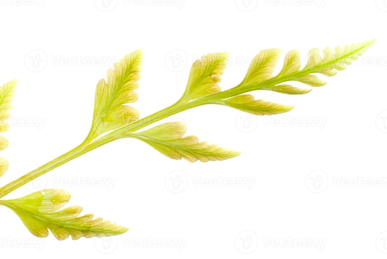 Freshness light green of fern leaves on white background photo