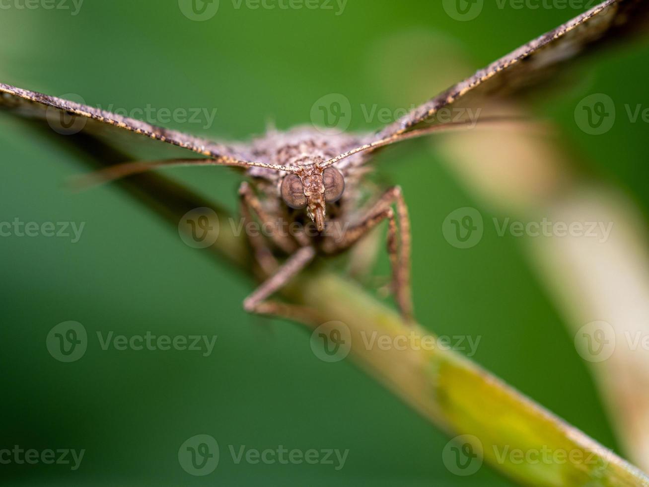The camouflage pattern on looper moth wings photo