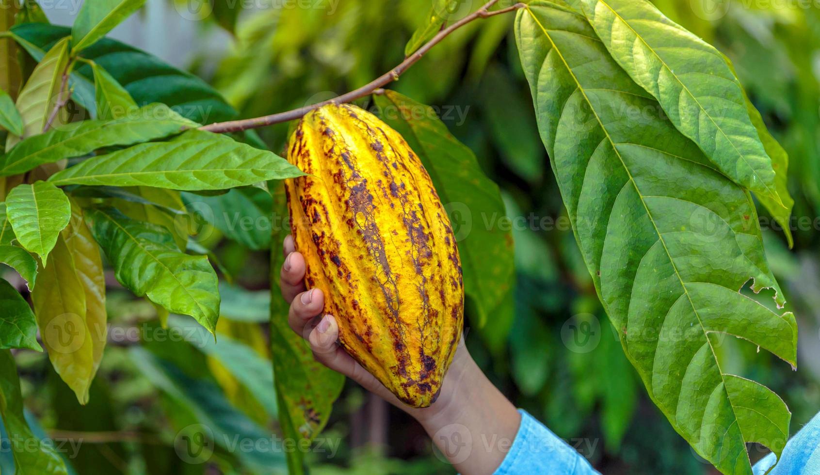 agricultura amarillo maduro cacao vainas en el manos de un chico agricultor, cosechado en un cacao plantación foto