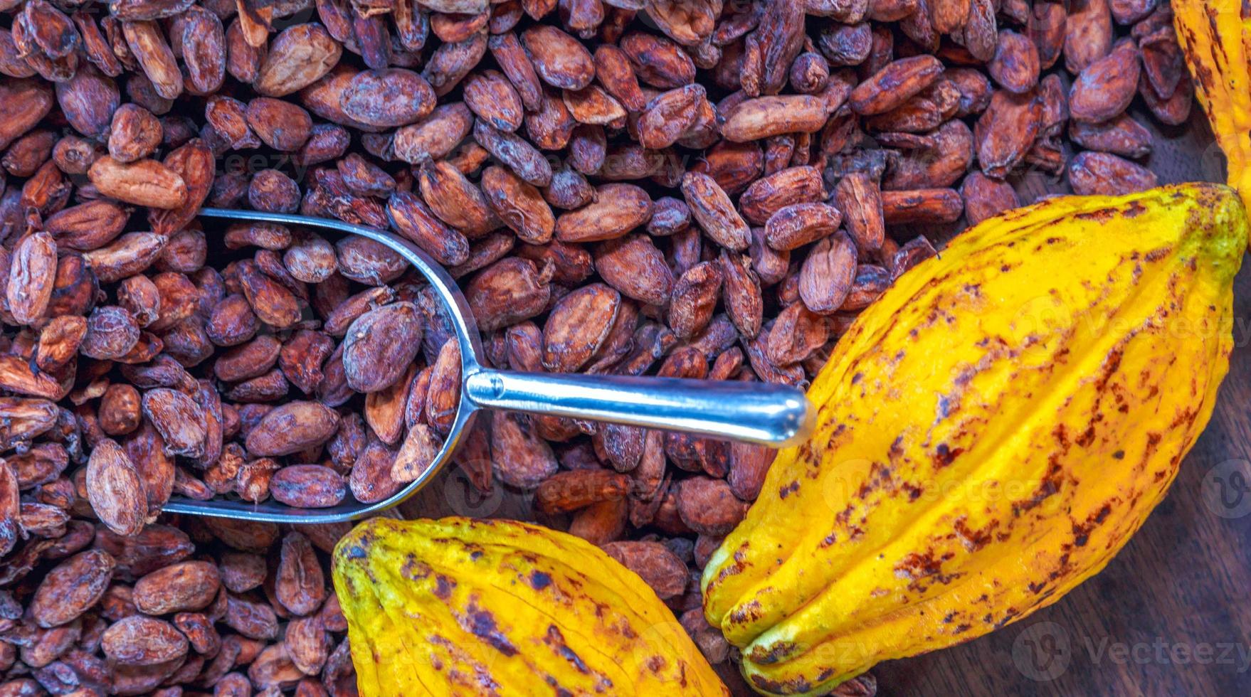 Aromatic brown Cocoa beans and cocoa seed with cacao yellow ripe raw materials of Chocolat as background photo