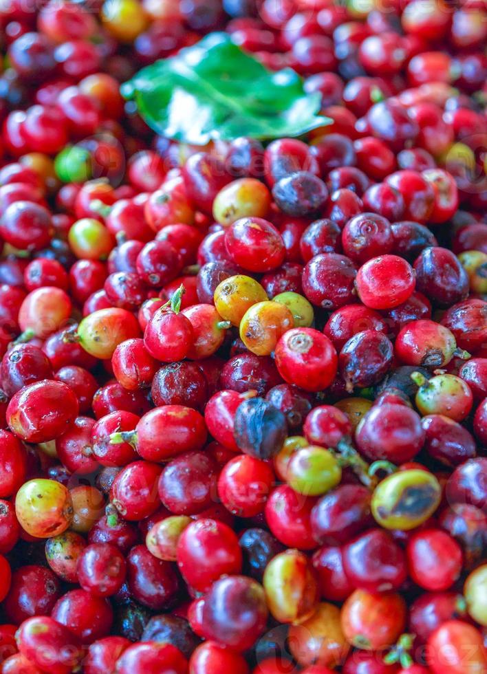 Close up of fresh red raw berry coffee beans photo