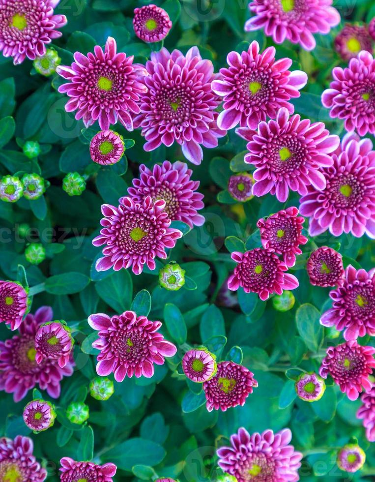 beautiful Chrysanthemum flowers as a beautiful autumn background. Fall theme concept backdrop photo
