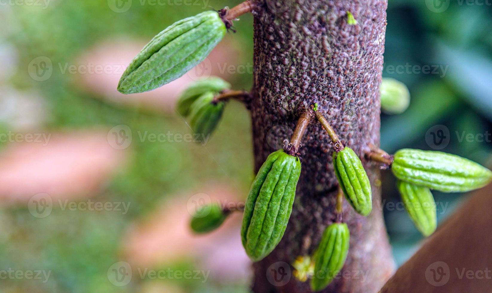 cosecha de pequeñas vainas de cacao verde crudo. cultivo de frutos de cacao colgando de un árbol de cacao foto
