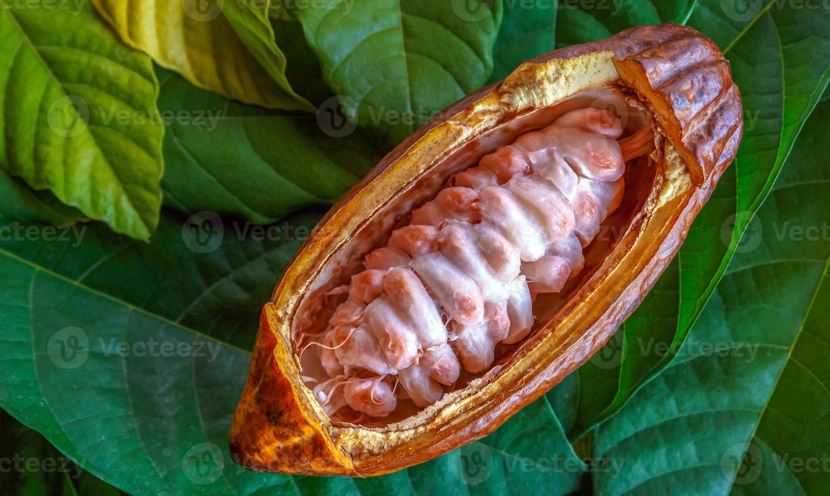 Cut in half ripe cacao pods or yellow cacao fruit Harvest cocoa seeds on a green cacao leaf photo
