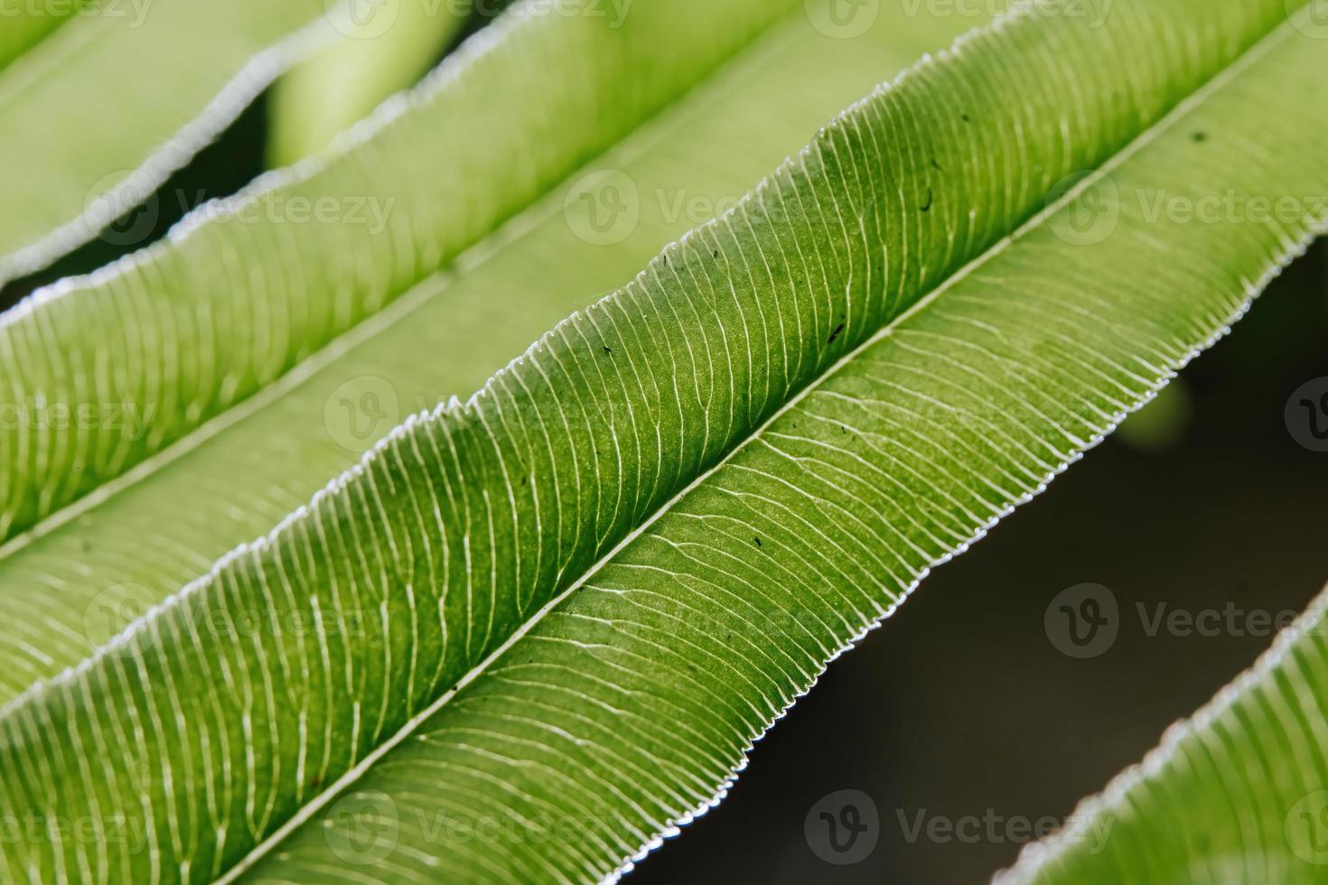 Green fern leaves with texture photo