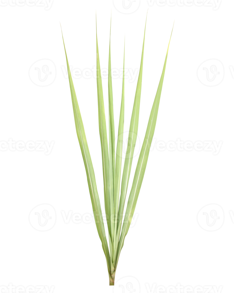 Sugarcane leaf. File PNG. png