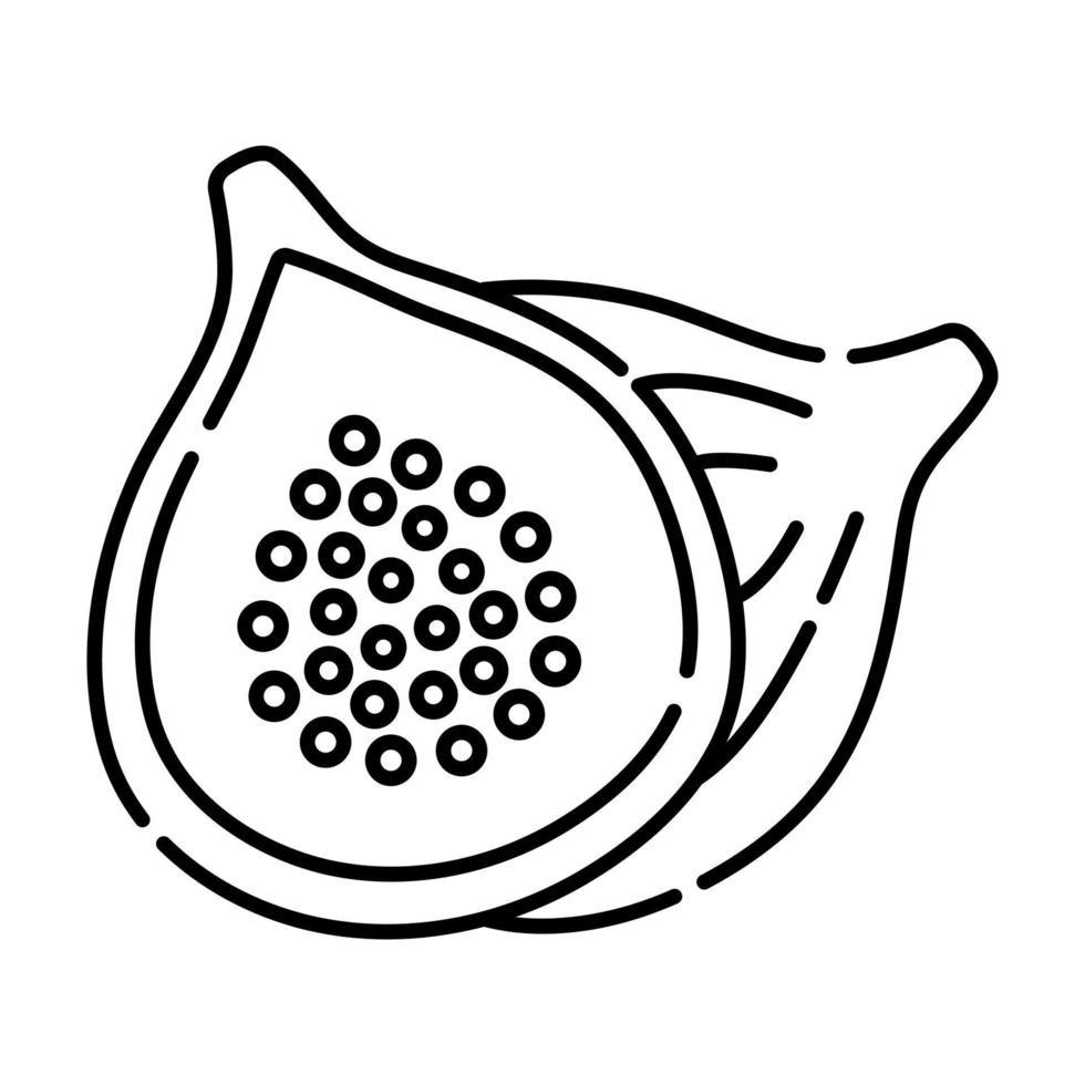 Figs black and white vector line illustration