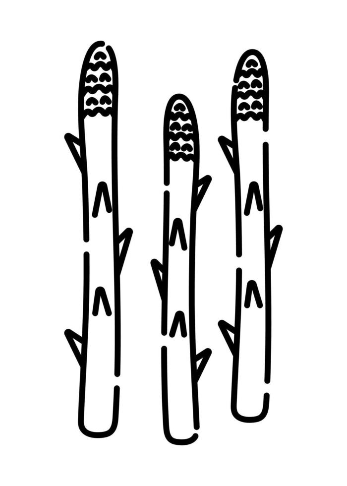 Asparagus black and white vector line illustration, three stalks