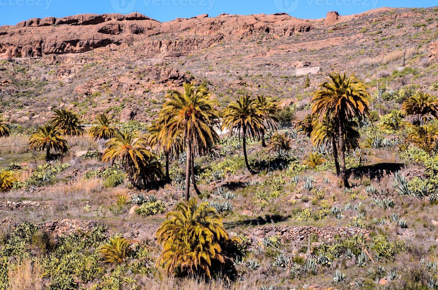 Palm tree landscape photo