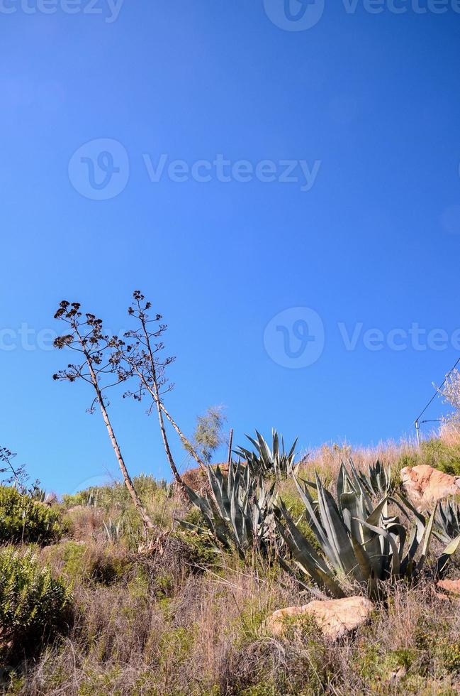 Plants in the desert photo