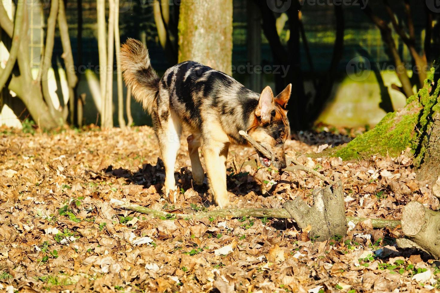 Dog playing fetch photo