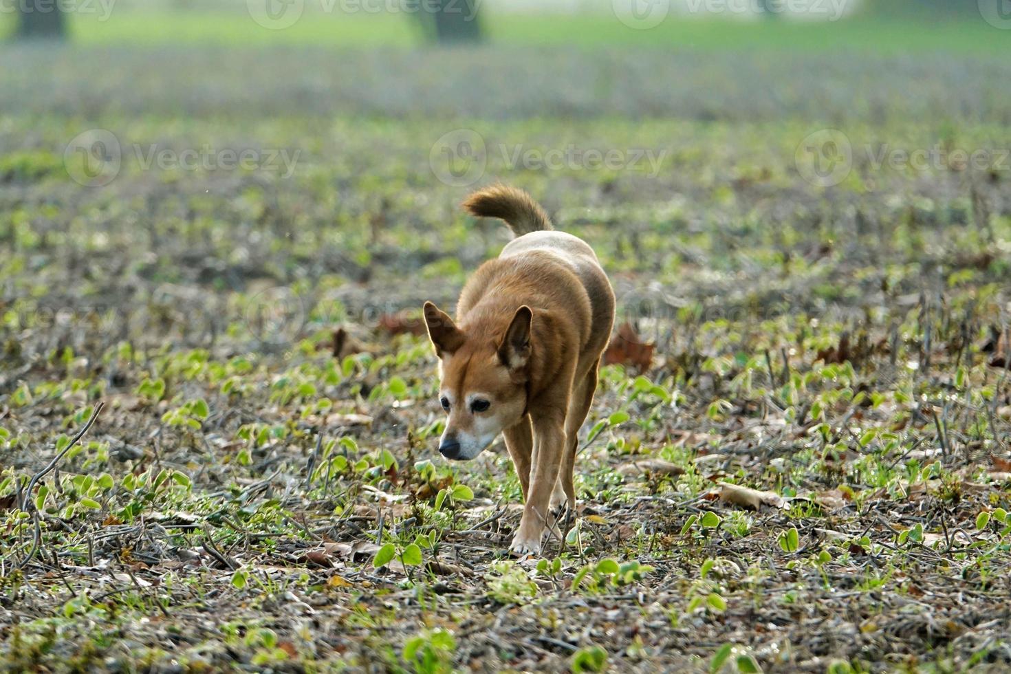Dog walking in the field photo