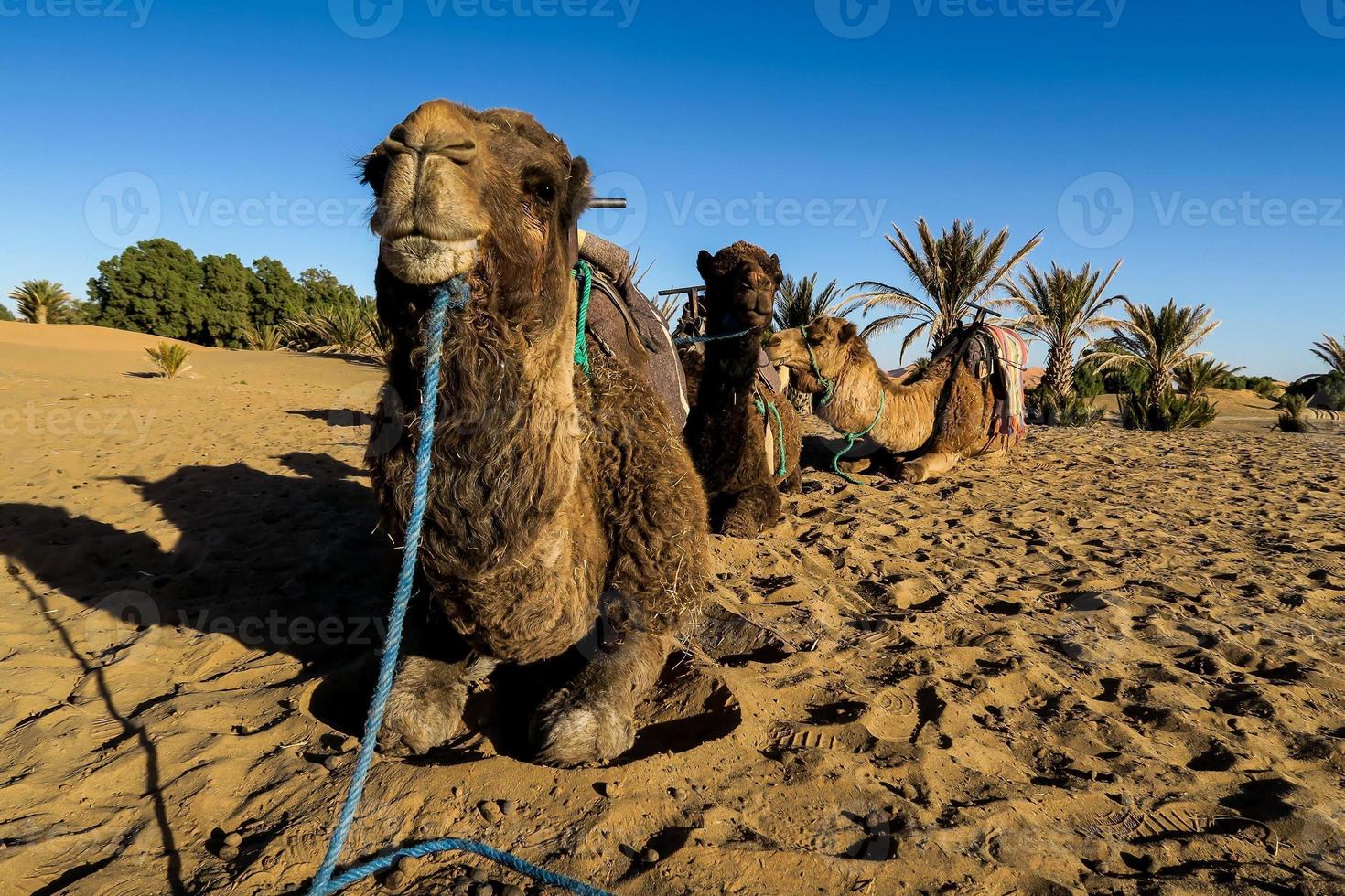 Camels in the sand photo