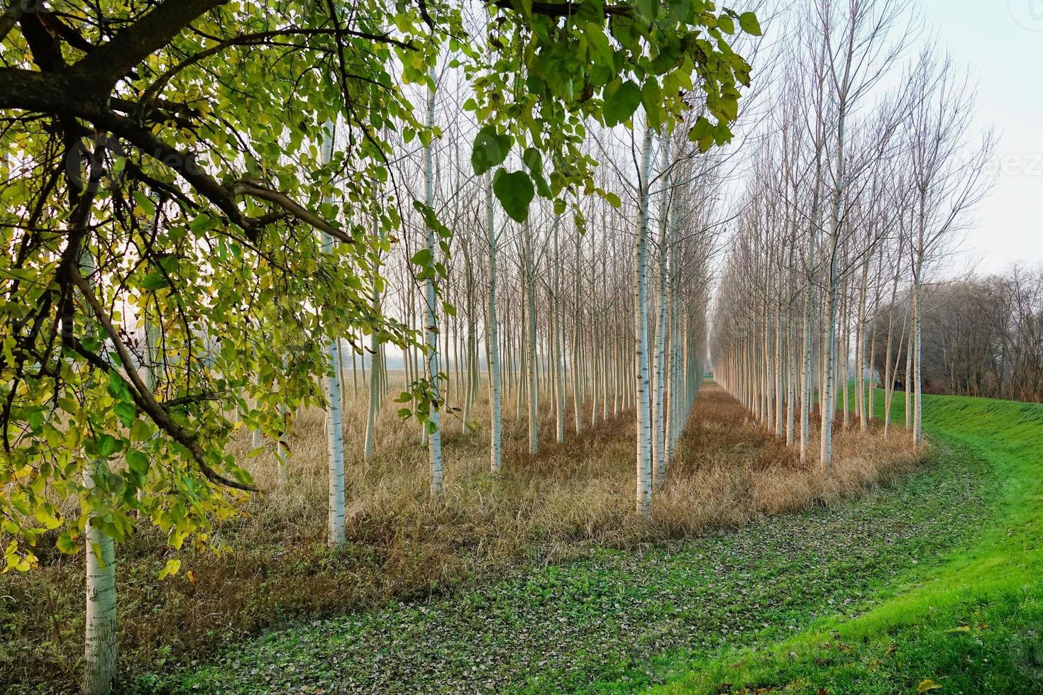 Scenic forest landscape photo