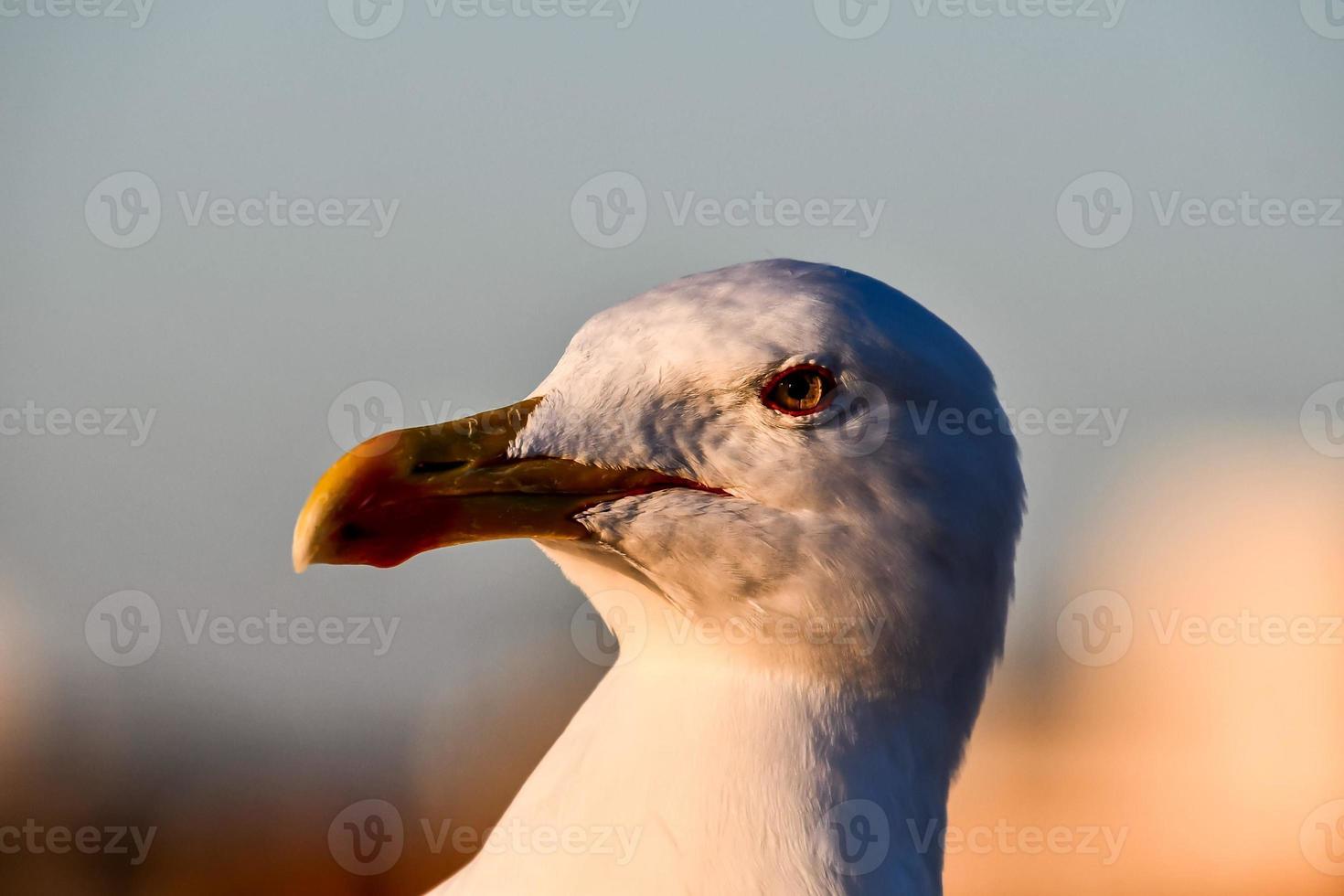 Seagull up close photo