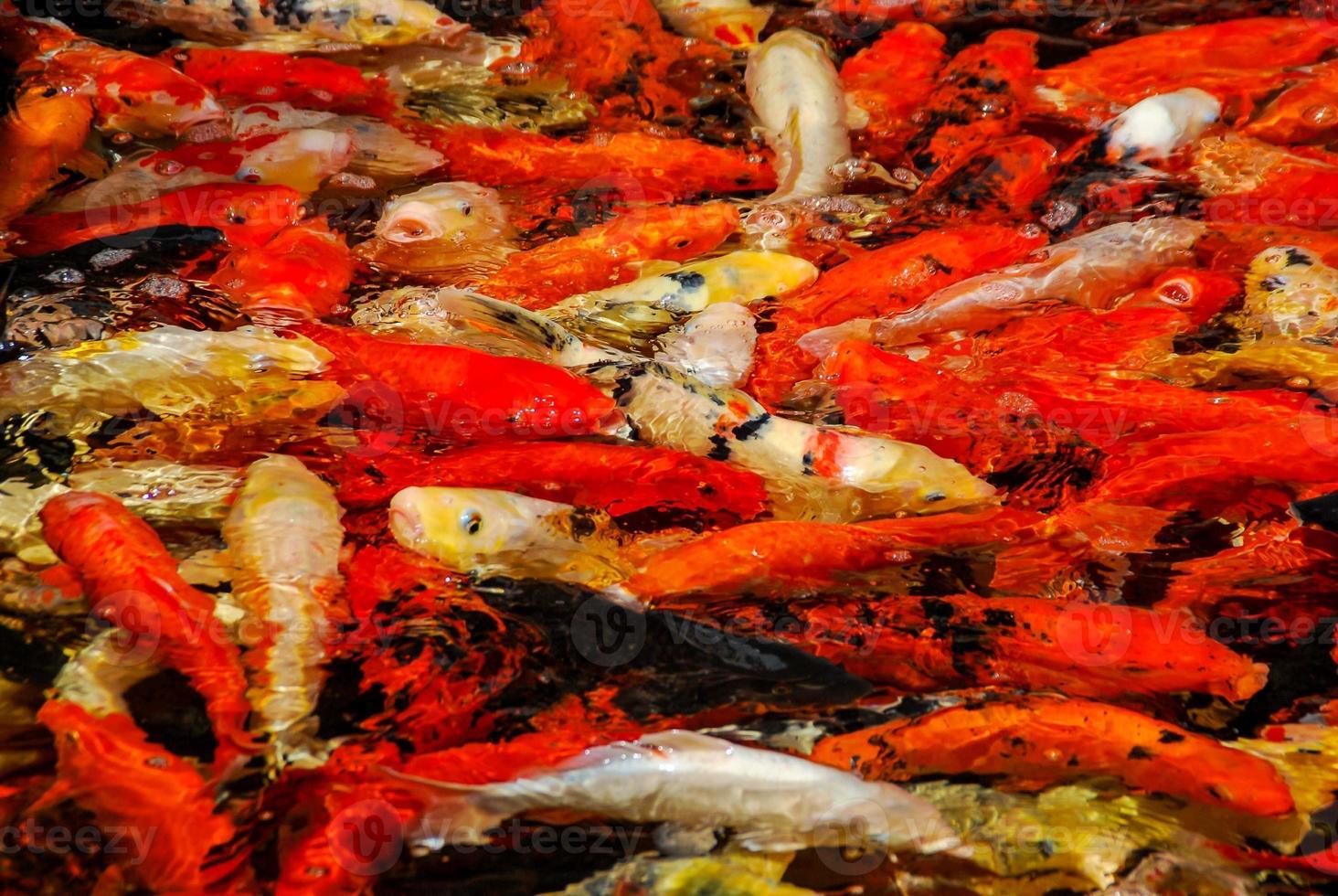 Pond of koi fish photo