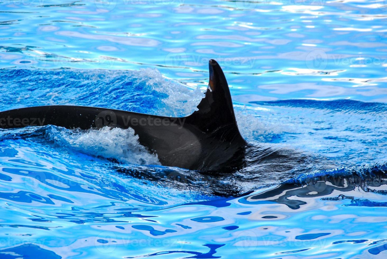 Orca whale swimming photo