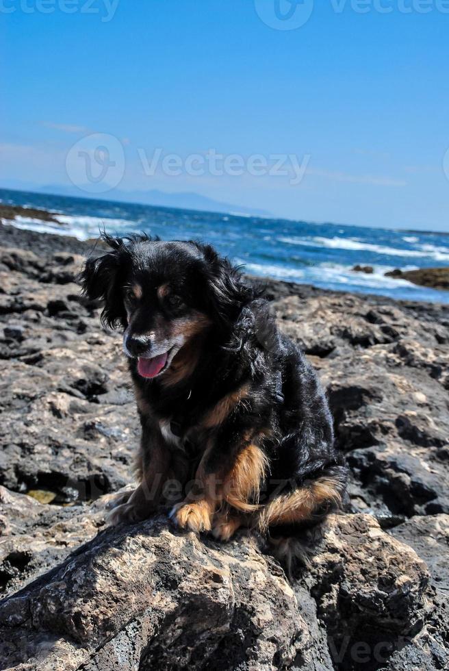 Dog on the coast photo