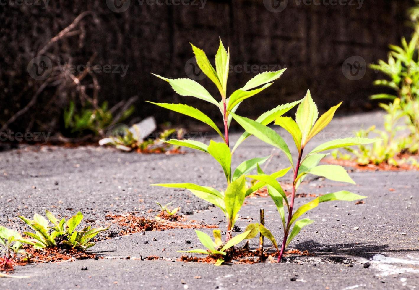 Plants growing in the cement photo