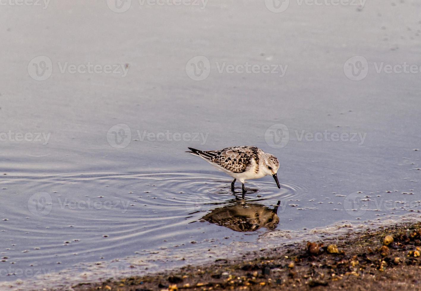 Bird feeding in the water photo