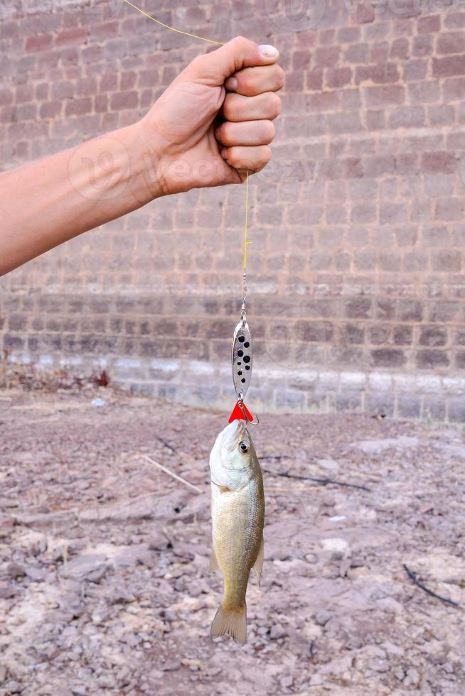 Fish on the hook photo