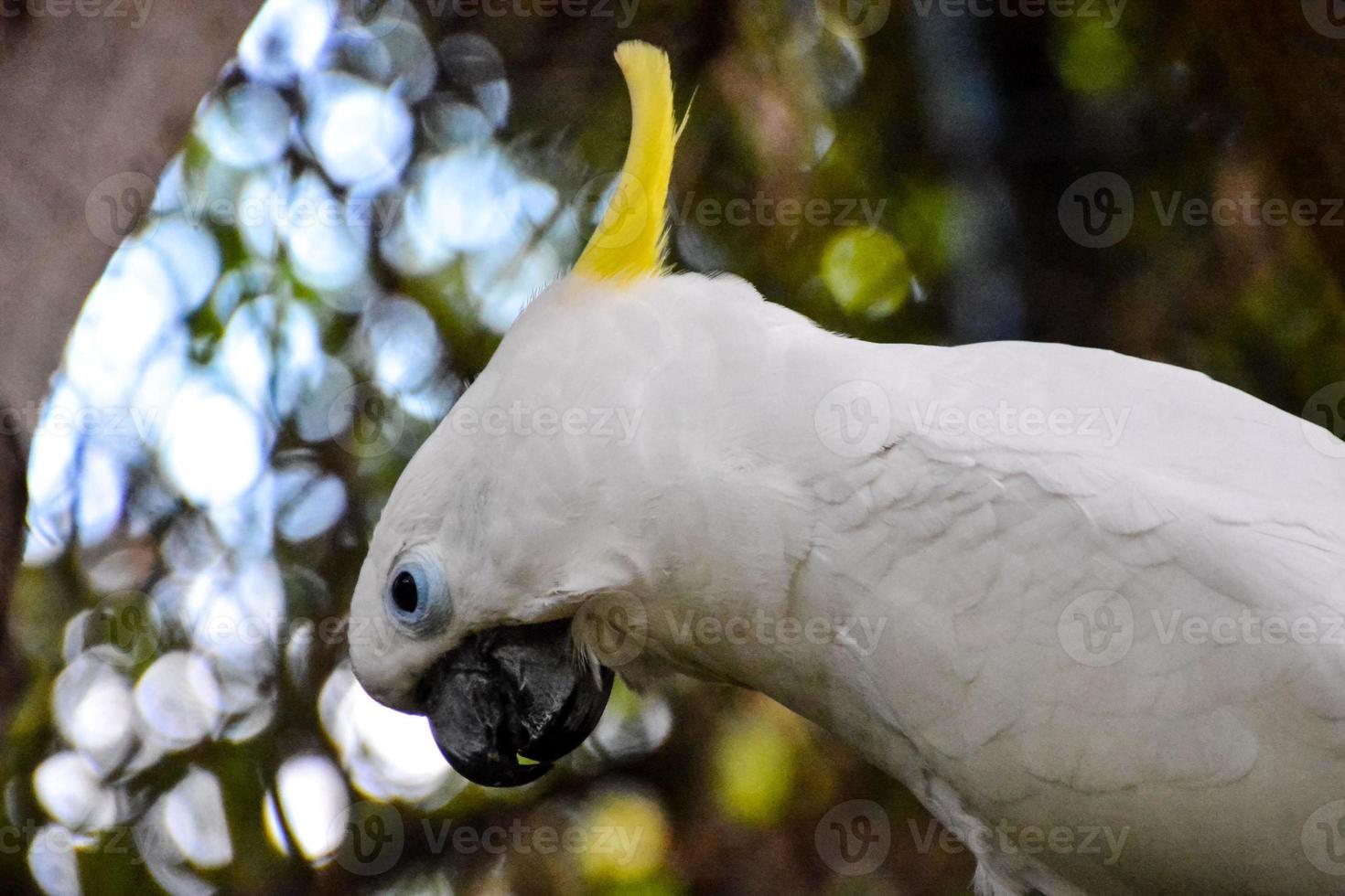 Yellow crested cockatoo photo