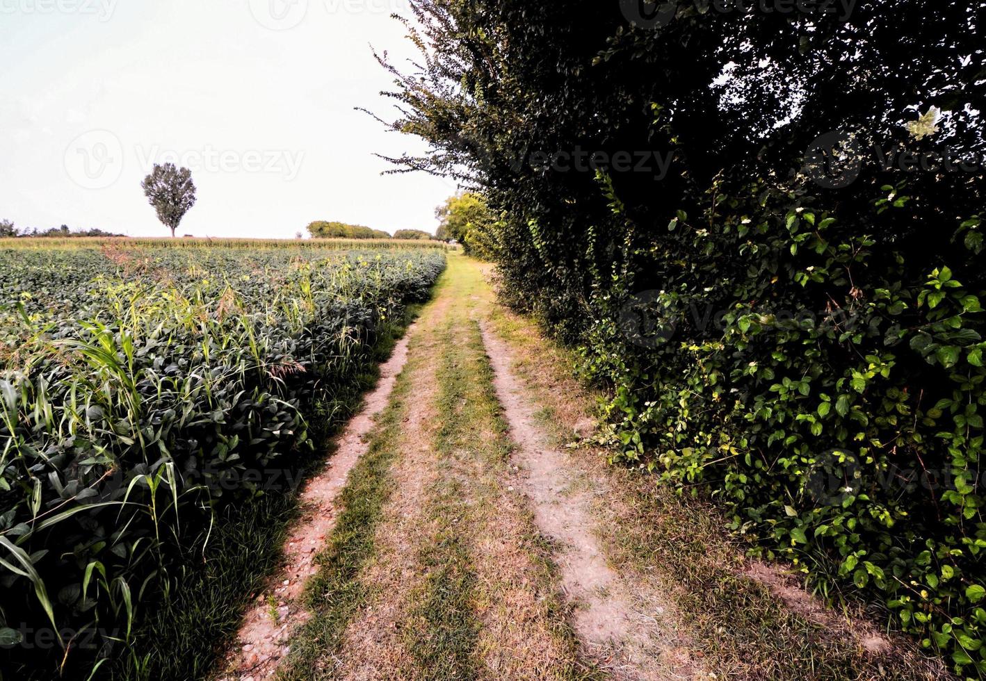 Path along the field photo