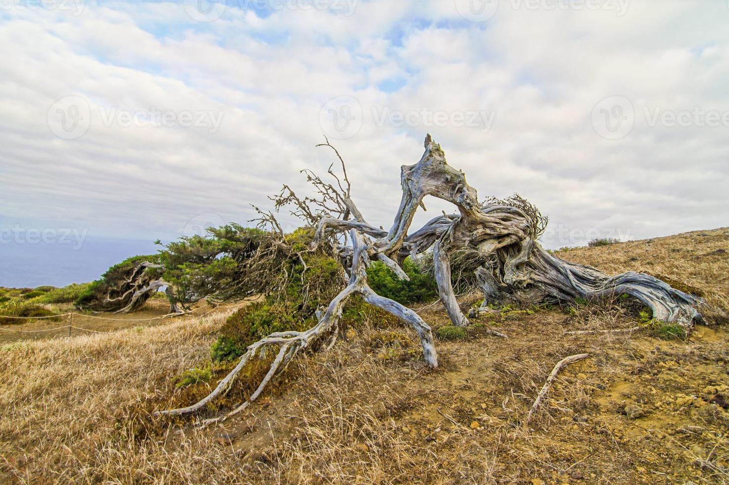 retorcido árbol maletero foto