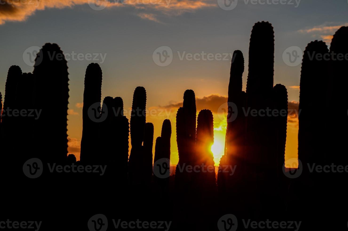 Sunset behind cacti photo