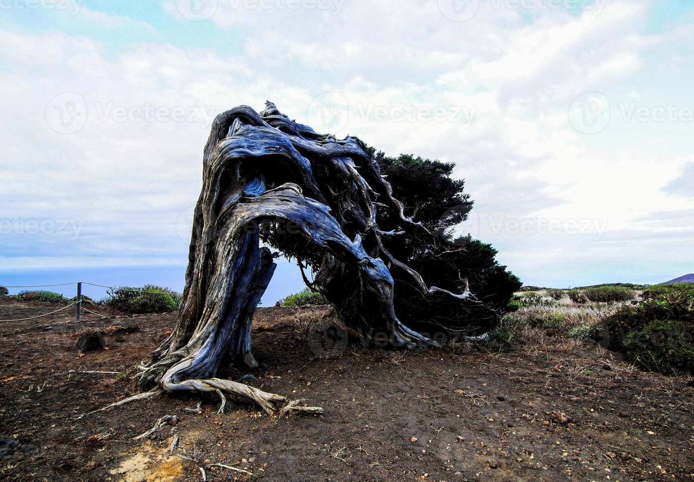 Fallen old tree photo