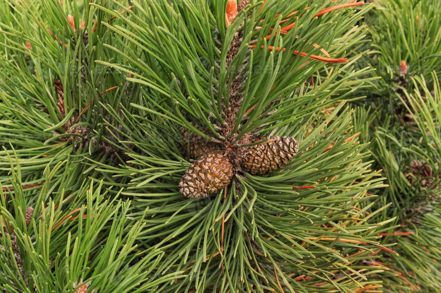 Cone of mountain pine tree Pinus Mugo with buds, long branch and coniferous. Mughus pumilio cultivar dwarf in rock park. Composition for holiday christmas card. Nature botanical concept. Close-up photo