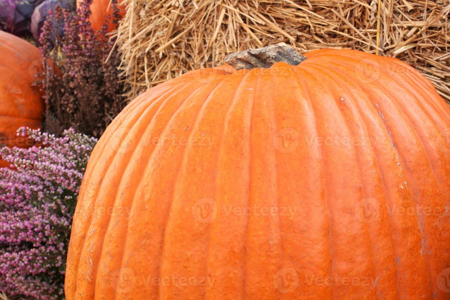 Colourful organic pumpkins and gourds on agricultural fair. Harvesting autumn time concept. Garden fall natural plant. Thanksgiving halloween decor. Festive farm rural background. Vegetarian food. photo