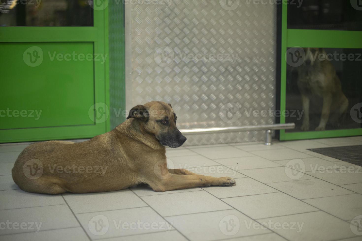 Stray dog in store. Animal basks in building. Abandoned pet. photo
