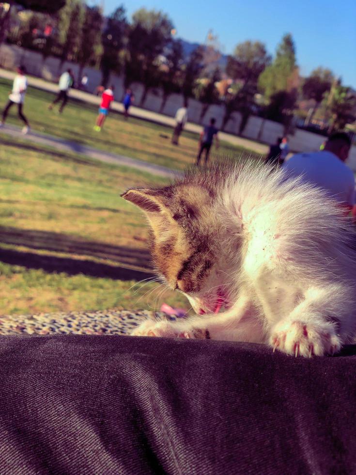 alegre retozar y rodar de juguetón gatitos, capturar su sin límites energía y aventurero espíritu foto